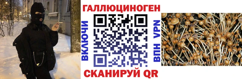ОМГ ОМГ ссылка  Ужур  даркнет какой сайт  магазин продажи наркотиков  Псилоцибиновые грибы GOLDEN TEACHER 